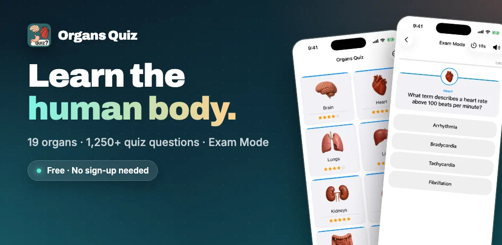Organs Quiz — learn the human body